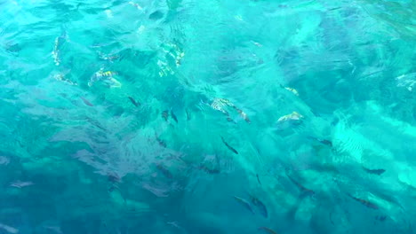 Peces-De-Arrecife-Nadando-En-Agua-Azul-Caribeña