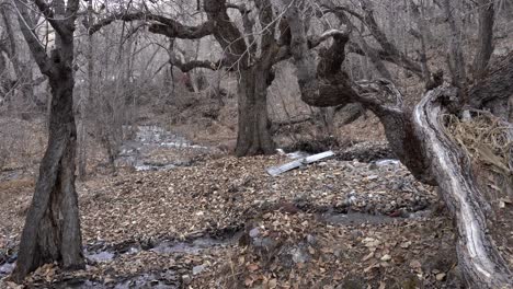 Ein-Kleiner-Bach,-Der-Im-Winter,-Wenn-Alle-Blätter-Abgefallen-Sind,-Durch-Einen-Haufen-Knorriger-Alter-Bäume-Fließt