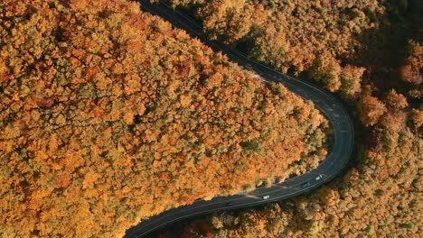 Aerial-overhead-drone-footage-of-cars-driving-on-an-u-shaped-winding-road-in-the-middle-of-an-autumn-coloured-forest
