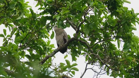 Hiding-its-face-behind-some-leaves-as-it-calls-for-its-parents-then-scratches-its-head-and-looks-around,-Spot-bellied-Eagle-owl-Bubo-nipalensis,-Kaeng-Krachan-National-Park,-Thailand