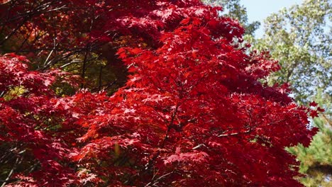 Blätter-Fallen-Unter-Leichter-Brise-Von-Roten-Japanischen-Ahornen