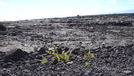 New-life-growing-out-of-black-hardened-lava-flows-at-Hawai'i-Volcanoes-National-Park