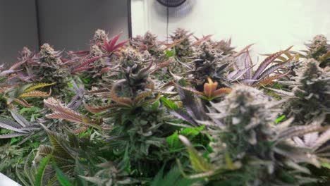 Aufnahme-Einer-Cannabispflanze,-Die-Während-Der-Blütephase-In-Einem-Zuchtzelt-Wächst