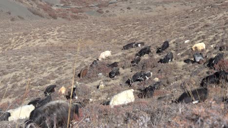 Cabras-Montesas-Pastando-En-Una-Ladera-En-Nepal
