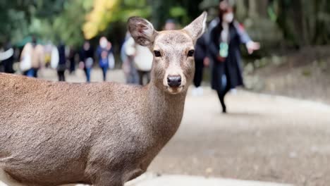 Tame-Calm-Sika-Deer-in-Front-of-Walking-Tourists,-Portrait,-Close-Up,-Nara-Park,-Japan
