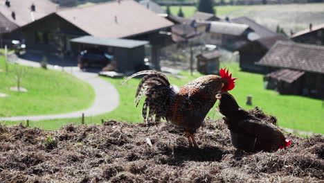 Farm-grown-hens-feasting-at-eco-farm-Switzerland