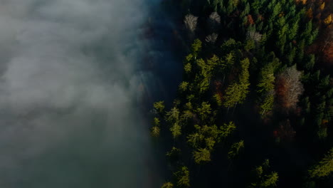 Vista-De-Arriba-Hacia-Abajo-De-Drones-De-Los-Bosques-Cubiertos-Por-La-Niebla-Invernal-Cerca-Del-Pueblo-De-Savigny-En-Vaud,-Suiza