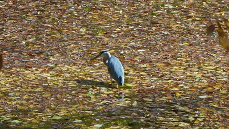 Grey-Heron-caught-dragonfly-which-sitted-on-his-wing-while-standing-in-shallow-pond-water-coverd-with-fallen-leaves