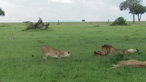Afrikanisches-Löwenweibchen,-Das-Ein-Stück-Des-Kadavers-Stiehlt,-Vom-Männchen,-Masai-Mara,-Kenia