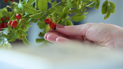 Close-up,-woman's-hands-feeling-rose-hip-fruits-grown-on-plant-at-home