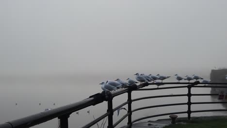Seagulls-flying-slow-motion-from-railings-across-creepy-misty-river
