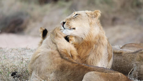 Medium-shot-of-two-young-male-lions-grooming-each-others'-heads,-Greater-Kruger