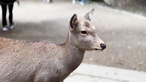 Sika-Deer-Head-Portrait,-Close-Up,-Nara,-Japan