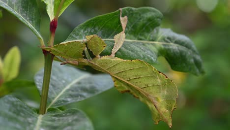 Leaf-Insect,-Phyllium-westwoodii