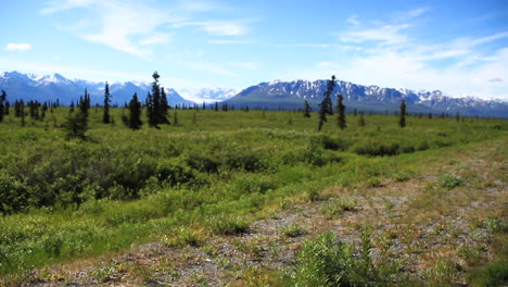 árboles-Grandes-Y-Hierba-Frente-A-Las-Montañas-De-Alaska