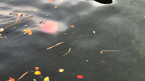 a-big-red-fire-jellyfish-swims-on-the-water-surface