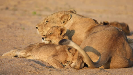 Close-full-body-shot-of-two-tiny-lion-cubs-cuddled-up-next-to-their-mother,-Greater-Kruger