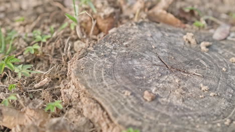 Tree-Stump-Cut-With-Details-And-Veins---closeup,-slider-right