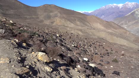 Eine-Ziegenherde-Weidet-Am-Hang-Eines-Hügels-Mit-Den-Himalaya-bergen-Im-Hintergrund