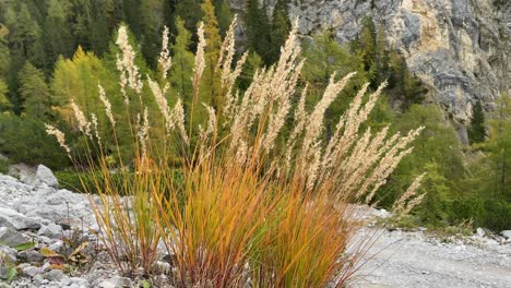 Close-up-of-autumn-grass-in-the-Isstal-with-rocky-mountains-in-the-background---very-close-to-Hall-in-Tyrol,-Austria