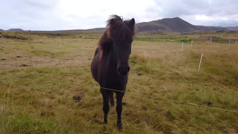 Zeitlupenaufnahme-Eines-Schwarzen-Pferdes,-Das-In-Der-Isländischen-Landschaft-In-Die-Kamera-Blickt-Und-Die-Landschaft-Schwelgt