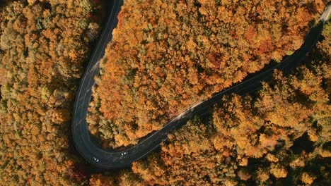 Aerial-overhead-follow-drone-footage-of-a-car-driving-on-a-winding-s-shaped-road-in-the-middle-of-orange,-yellow-and-brown-coloured-forest