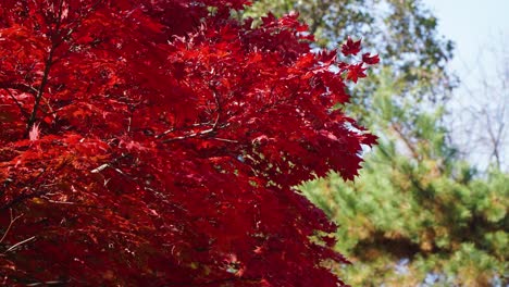 Beautiful-red-japanese-maple-tree-branches-wave-under-light-breese-in-a-Park-in-Autumn