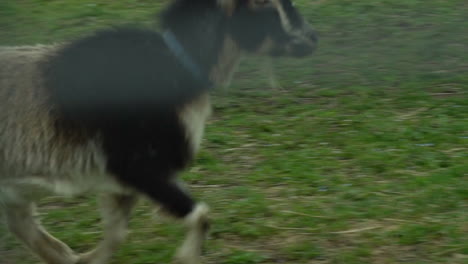 Cabras-Y-Niños-Corriendo-En-El-Corral-De-Cabras