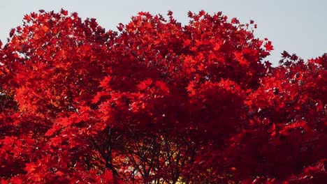 Baumkrone-Des-Roten-Japanischen-Ahorns-Im-November
