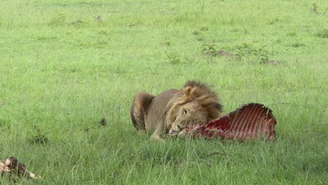 Afrikanisches-Löwenmännchen,-Das-Auf-Kadaver-Kaut,-Masai-Mara,-Kenia