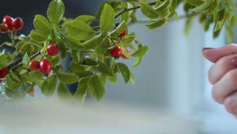 Woman-Hand-Picking-Red-Berry-Of-Christmas-Traditional-Decorative-Holly-Branch