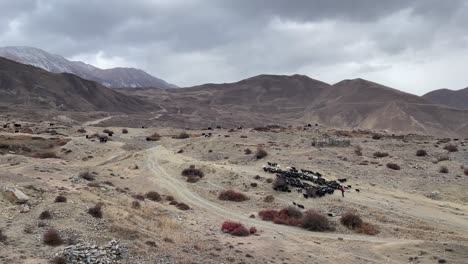 Cabras-Y-Ovejas-Caminando-Por-Una-Ladera-árida-En-El-Páramo-Del-Desierto-De-Las-Montañas-Del-Himalaya-De-Nepal