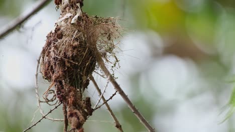Ein-Nest,-Das-Von-Einem-Sanften-Wind-Geblasen-Wird-Und-Auf-Die-Rückkehr-Der-Vögel-Wartet,-Sonnenvogel-Cinnyris-Jugularis-Mit-Olivenrücken,-Thailand