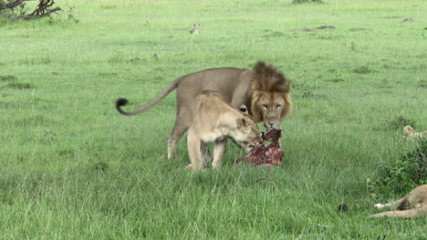 African-lion-female-trying-to-seduce-male-to-get-a-piece-of-carcass,and-hits-him,-Masai-Mara,-Kenya