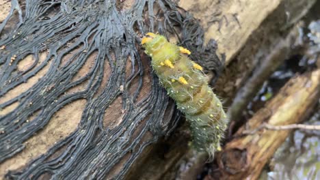 Green-caterpillar-moves-over-a-log-balanced-over-a-stream-of-water
