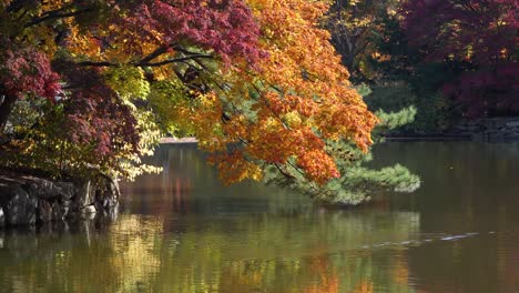 Colorful-Autumn-foilage-tree-branches-bent-over-the-Chundangji-pond,-South-Korea