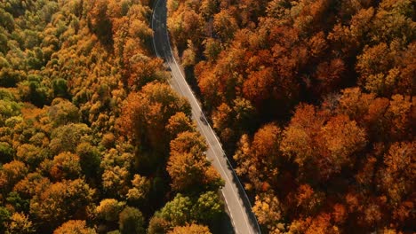 Aerial-overhead-chasing-drone-footage-of-cars-driving-on-a-winding-road-in-the-middle-of-orange,-yellow-and-brown-coloured-forest