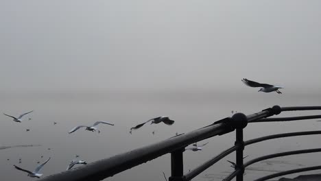 Seagulls-flying-slow-motion-from-railings-across-eerie-misty-river