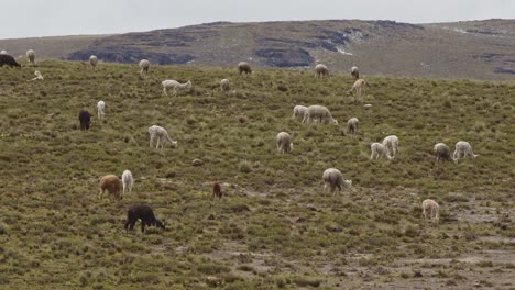 field-filled-with-grazing-llamas-and-alpacas,-Pampas-Galeras,-Peru-4k