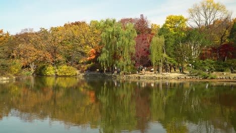 Herbstlandschaft-Des-Chundangji-teichufers,-Gelbe-Blätter-Bäume-Am-Seeufer-Am-Blauen-Himmel-Und-Weißer-Wolkenhintergrund-An-Einem-Sonnigen-Tag,-Reflexion-Im-Wasser