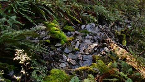 Idyllic-small-stream-flowing-between-rocks-surrounded-by-dense-fern-plants-at-Rees-Valley,New-Zealand---Close-up