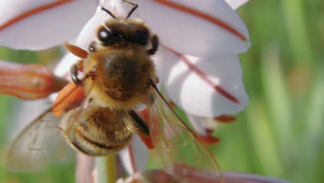 Extreme-Nah-Oben-über-Der-Schwarzen-Und-Gelben-Honigbiene,-Die-Blume-Bestäubt-Und-Wegfliegt