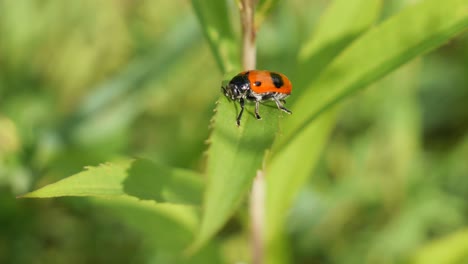 Black-and-Red-Ant-Bag-Beetle-sitting-on-a-Leaf-in-a-Meadow
