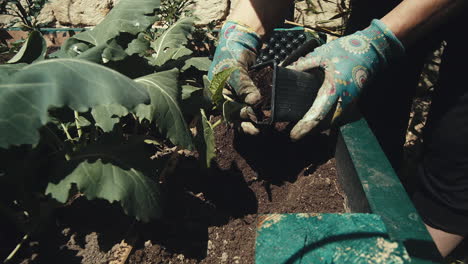 Hands-in-gloves-rake-hole-in-soil-in-garden-box-for-plant,-close-up