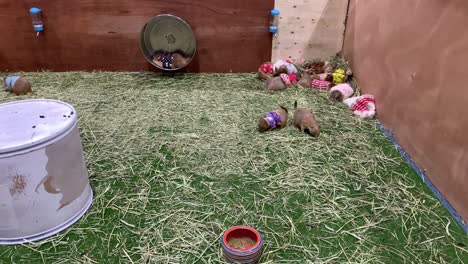 Prairie-Dogs-With-Clothes-Eating-A-Fresh-Green-Grass-And-Playing-With-Spinning-Wheel-At-The-Pet-Expo-Thailand-2020-In-Bangkok