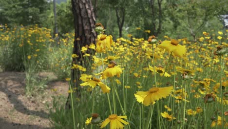 Bienenpommes-Von-Einer-Blume-Zur-Anderen,-Die-Im-Frühsommer-In-Korea-Pollen-Von-Gelben-Coreopsis-blumen-Sammeln