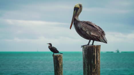 Cinemagraph---seamless-video-loop-of-a-pelican-and-a-cormorant-sitting-on-wooden-posts-at-the-beach-of-the-Atlantic-Ocean-at-Key-largo-in-the-Florida-Keys-close-to-Key-west,-cleaning-their-feathers