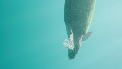 Green-sea-turtle-swims-in-sea-in-sunlight,-underwater-slomo-close-up