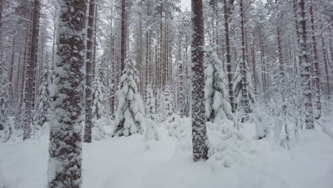 Wandern-In-Einem-Verschneiten-Wald-Mit-Leichtem-Schneefall