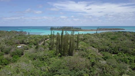 Aerial-orbit-of-tall-New-Caledonia-pines-standing-above-the-forest